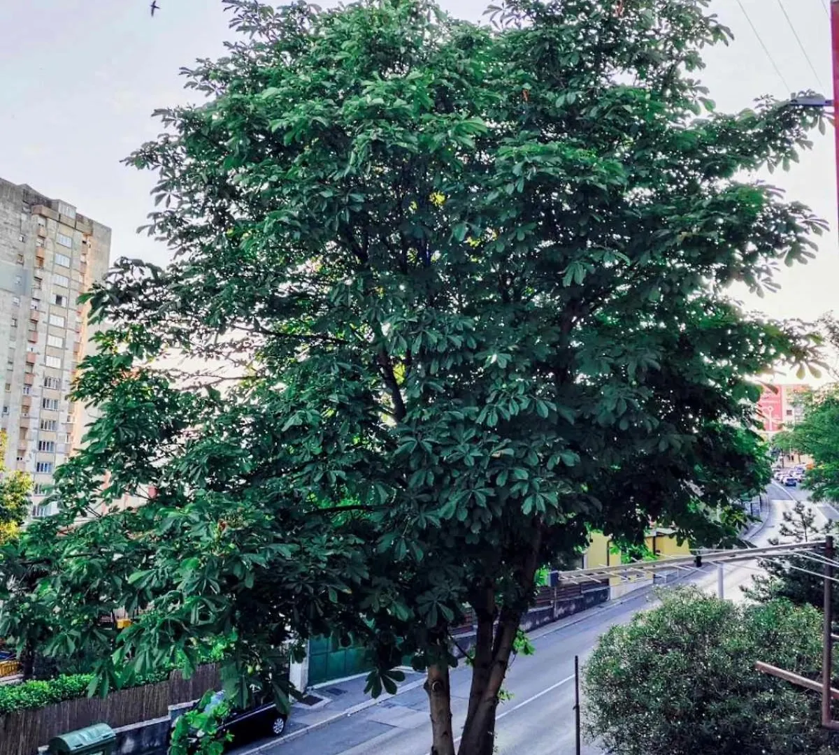 Apartman Di Matea Apartment Rijeka